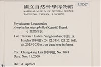 小葉雪花衣藏品圖，第2張