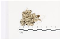 小葉雪花衣藏品圖，第1張