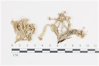 登錄號:L00002569藏品圖，第1張