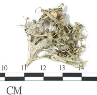 登錄號:L00002569藏品圖，第3張
