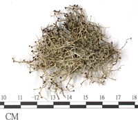 登錄號:L00002573藏品圖，第3張