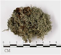 登錄號:L00002585藏品圖，第1張