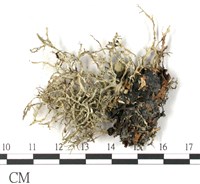 登錄號:L00002596藏品圖，第3張