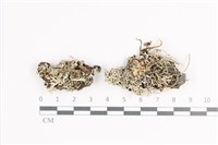 小葉雪花衣藏品圖，第1張