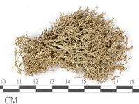 登錄號:L00002627藏品圖，第1張