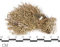 登錄號:L00002627藏品圖，第3張