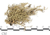 登錄號:L00002631藏品圖，第1張