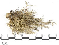 登錄號:L00002631藏品圖，第3張