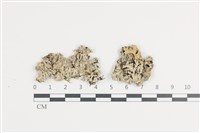 登錄號:L00002633藏品圖，第1張