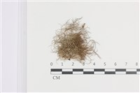 登錄號:L00002648藏品圖，第1張