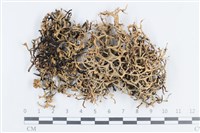 登錄號:L00002649藏品圖，第1張