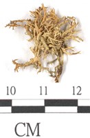 登錄號:L00002651藏品圖，第1張