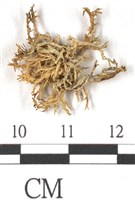 登錄號:L00002651藏品圖，第3張