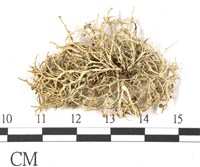 登錄號:L00002655藏品圖，第3張