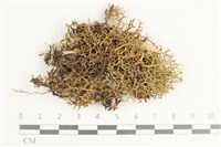 登錄號:L00002663藏品圖，第1張