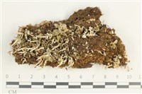 登錄號:L00002669藏品圖，第1張