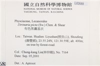 有色黑囊基衣藏品圖，第2張