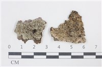 有色黑囊基衣藏品圖，第1張