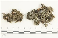 登錄號:L00002695藏品圖，第1張