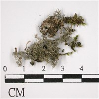 登錄號:L00002704藏品圖，第3張