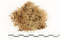 穿杯石蕊島衣變種藏品圖，第1張
