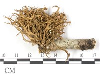 登錄號:L00002742藏品圖，第3張