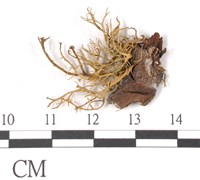 登錄號:L00002743藏品圖，第1張