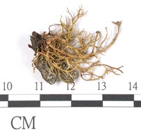 登錄號:L00002743藏品圖，第3張