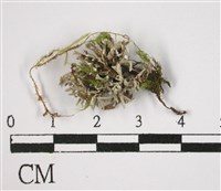 登錄號:L00002745藏品圖，第1張