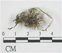 登錄號:L00002745藏品圖，第3張