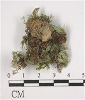 登錄號:L00002787藏品圖，第3張