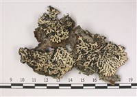 登錄號:L00002826藏品圖，第1張