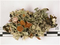 登錄號:L00002827藏品圖，第1張