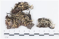 登錄號:L00002836藏品圖，第1張