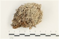登錄號:L00002837藏品圖，第1張