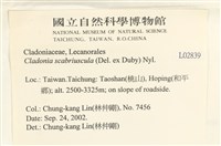 粗皮石蕊藏品圖，第2張