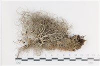 登錄號:L00002843藏品圖，第1張