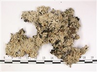 登錄號:L00002911藏品圖，第1張