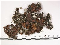 登錄號:L00002911藏品圖，第3張