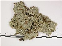 登錄號:L00002912藏品圖，第1張