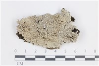 扁平黑囊基衣藏品圖，第1張