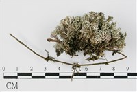 台灣球粉衣藏品圖，第3張