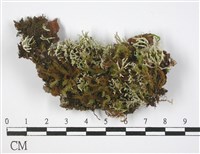 登錄號:L00002980藏品圖，第1張