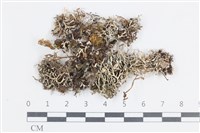 登錄號:L00003058藏品圖，第1張