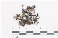 登錄號:L00003088藏品圖，第1張