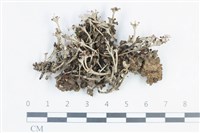 登錄號:L00003093藏品圖，第1張