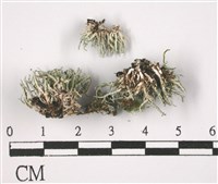 登錄號:L00003106藏品圖，第3張
