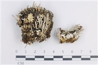 登錄號:L00003110藏品圖，第1張