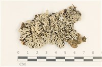 登錄號:L00003160藏品圖，第1張