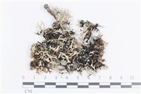 登錄號:L00003341藏品圖，第1張